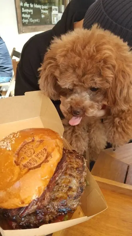 ハンバーガーによだれが止まらない犬・テテちゃん
