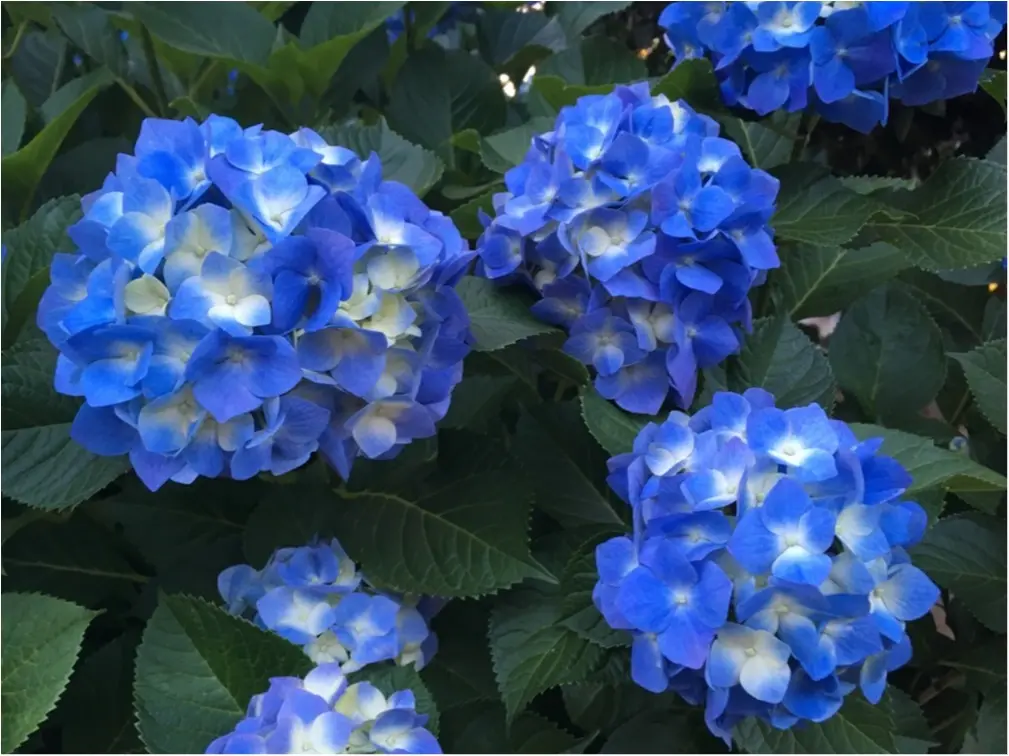 上野銘菓 みはしのあんみつ❁_3
