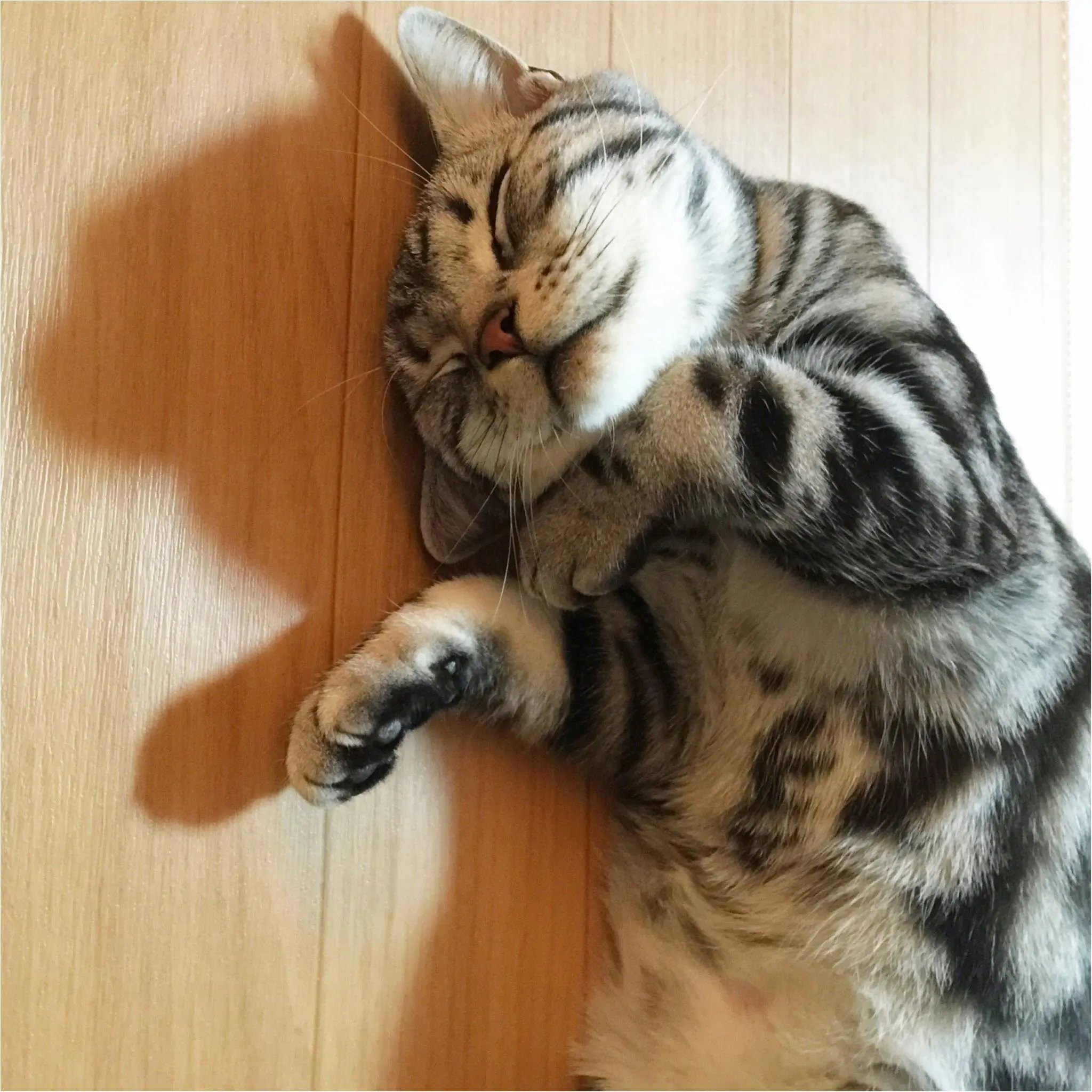 【今日のにゃんこ】さらんくんは「うっとり寝」の最中♡_1