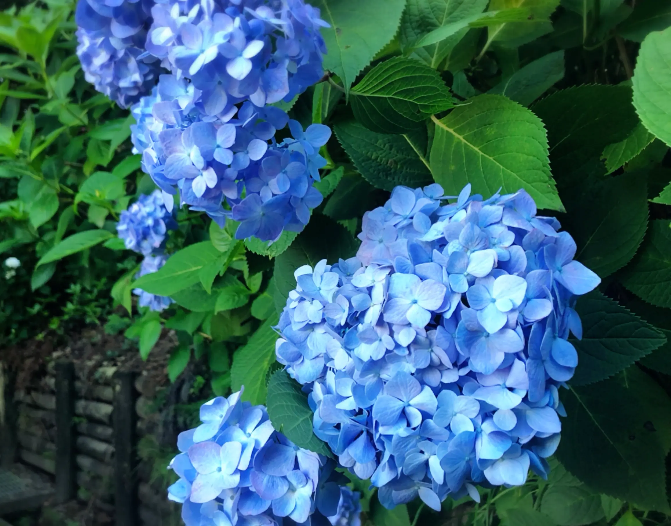 【#静岡】シーズン真っ只中♡4000株の満開のアジサイが可愛すぎる癒し空間へ行ってきました❁_3