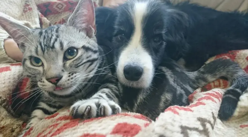 犬・リクくんとくっつく猫・ソラくん
