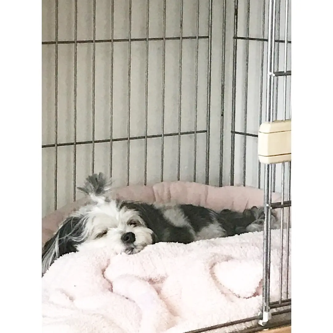 【今日のわんこ】太郎くんの、ぺしゃっとつぶれた寝顔がかわいい♪_1