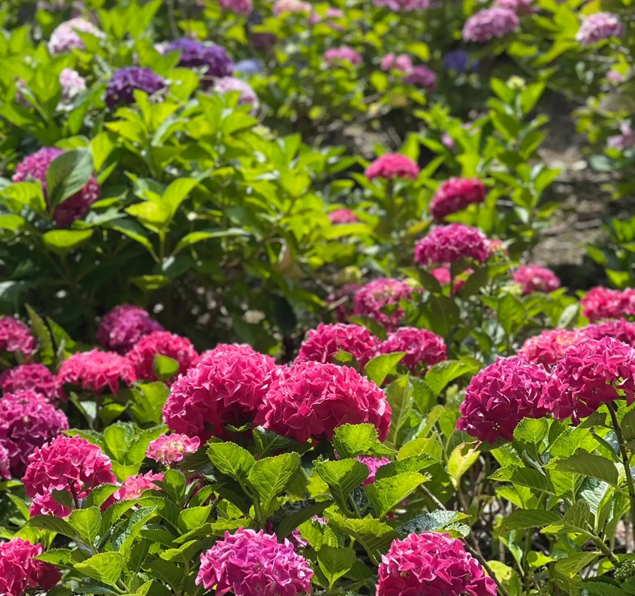 休日のお出かけ〜紫陽花〜_1