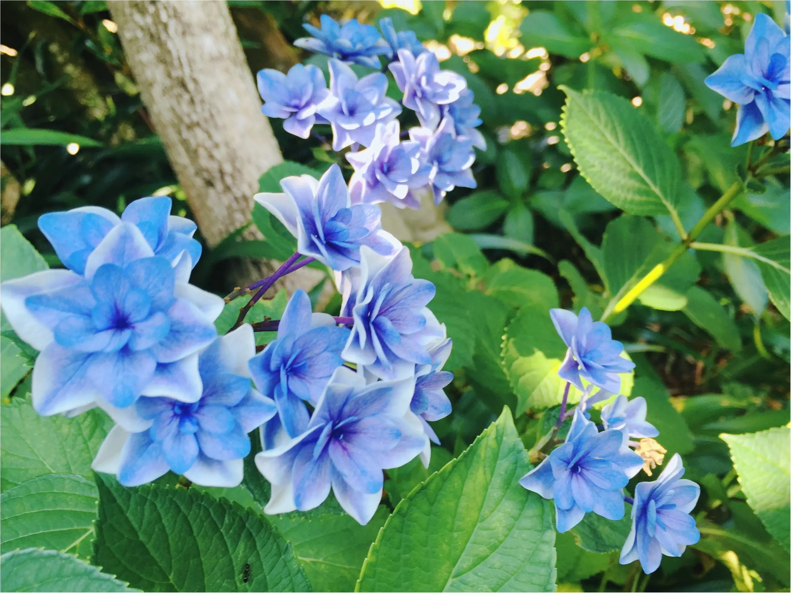 【鎌倉・長谷寺】紫陽花が見頃!待ち時間にオススメのランチスポットをご紹介♡_15