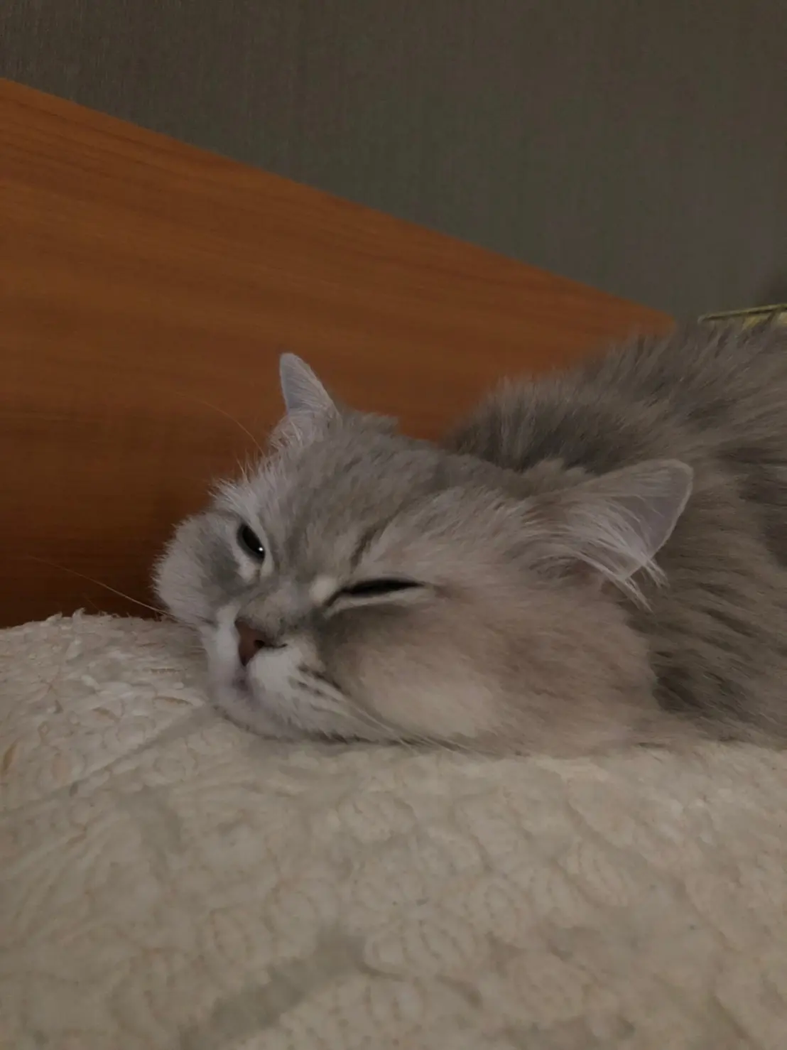 【今日のにゃんこ】ココンちゃんがぺたっと、可愛すぎる♡_1