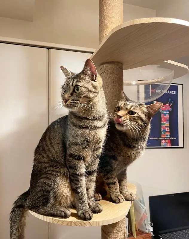 キャットタワーにのぼったがんくんとサンちゃん