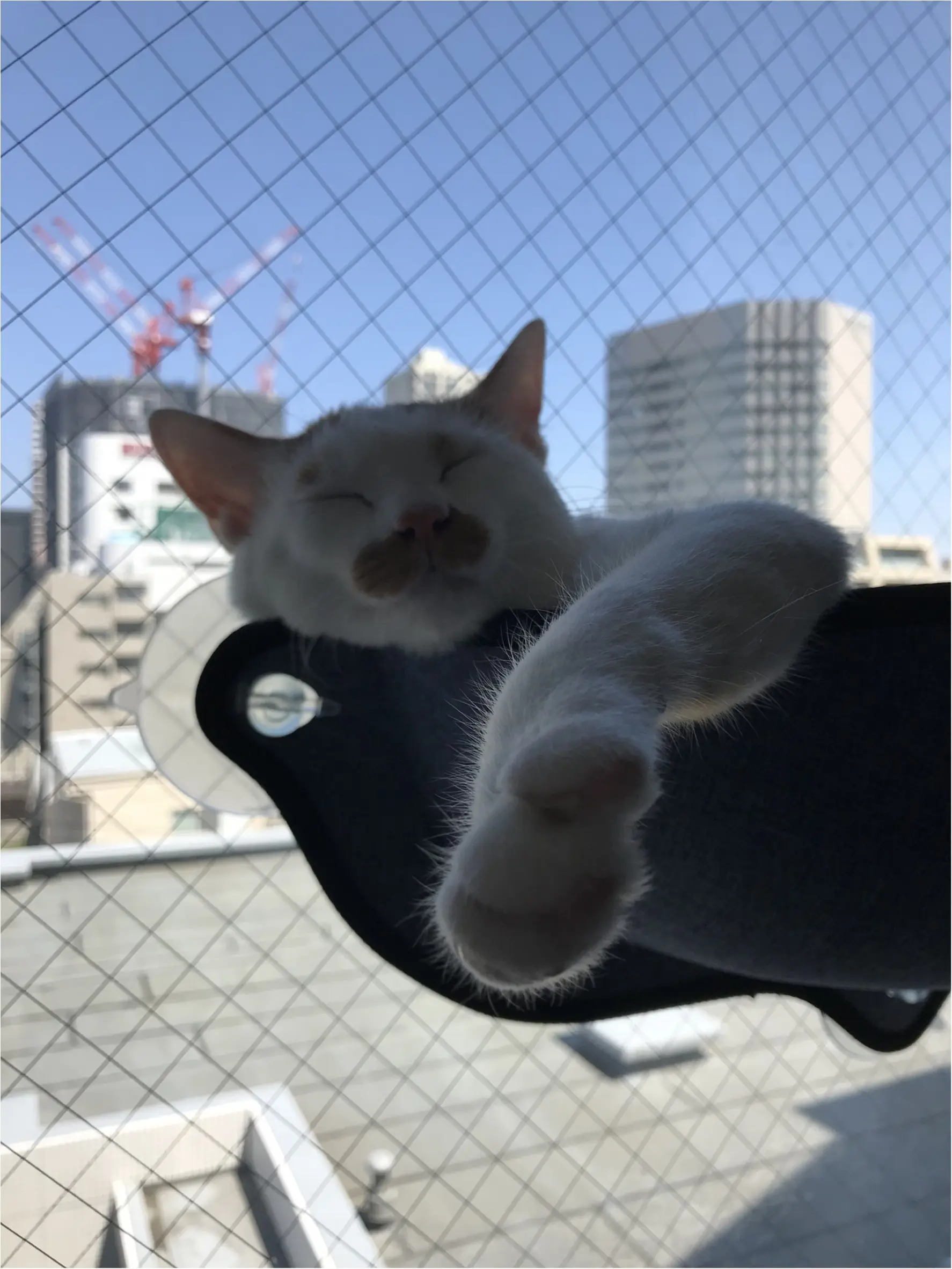 【今日のにゃんこ】窓際でお昼寝するラビくん_1