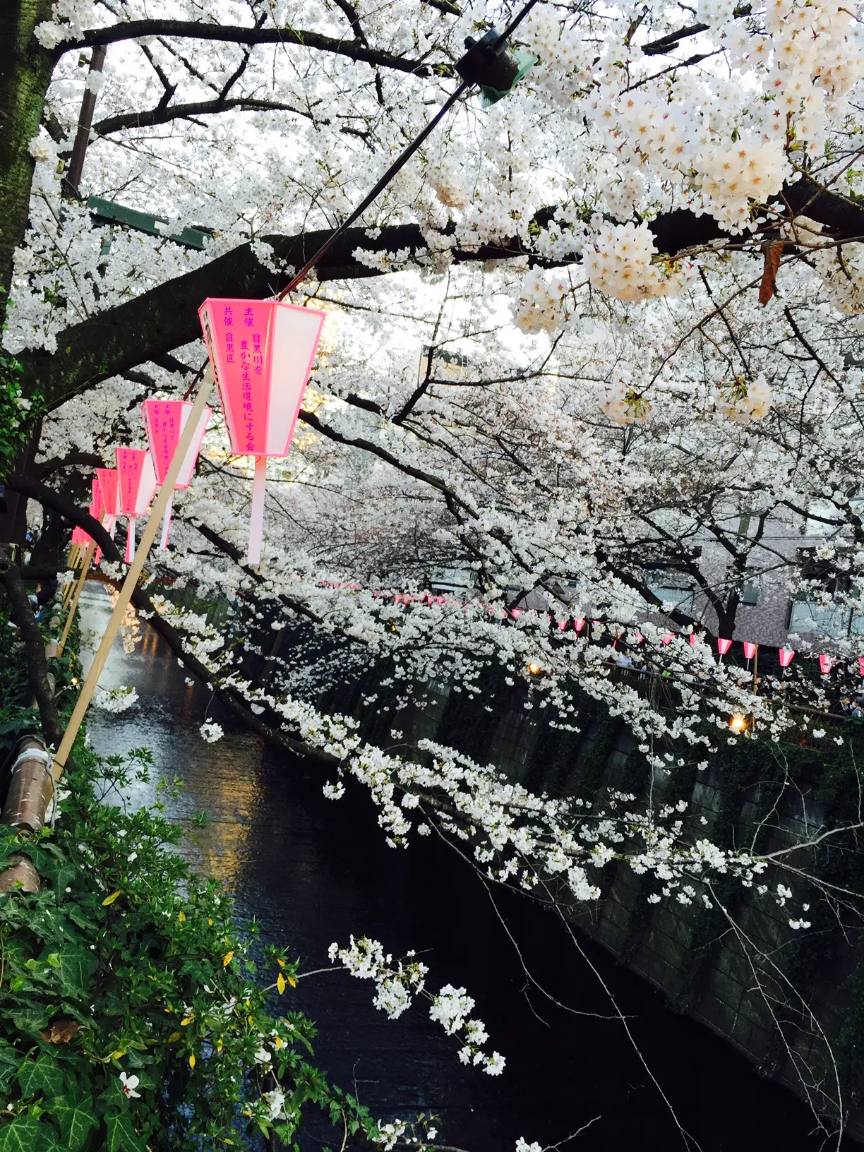 花とだんごの中目黒_2