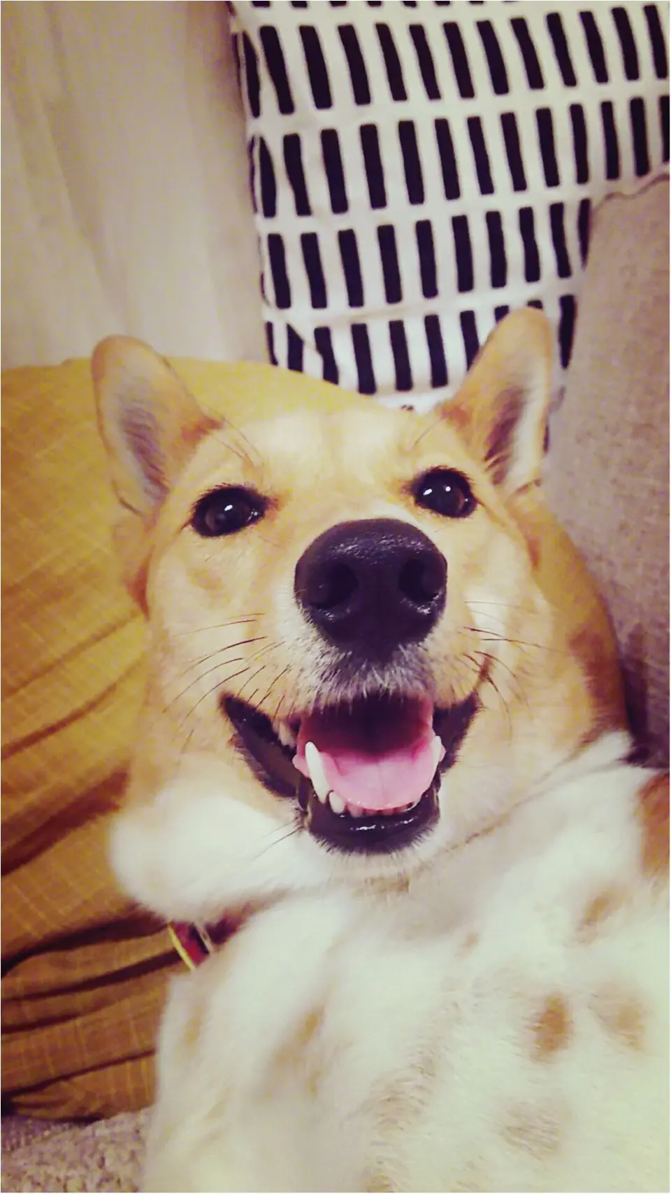 【今日のわんこ】きゃは♡ こだまちゃんのハッピースマイル♪_1