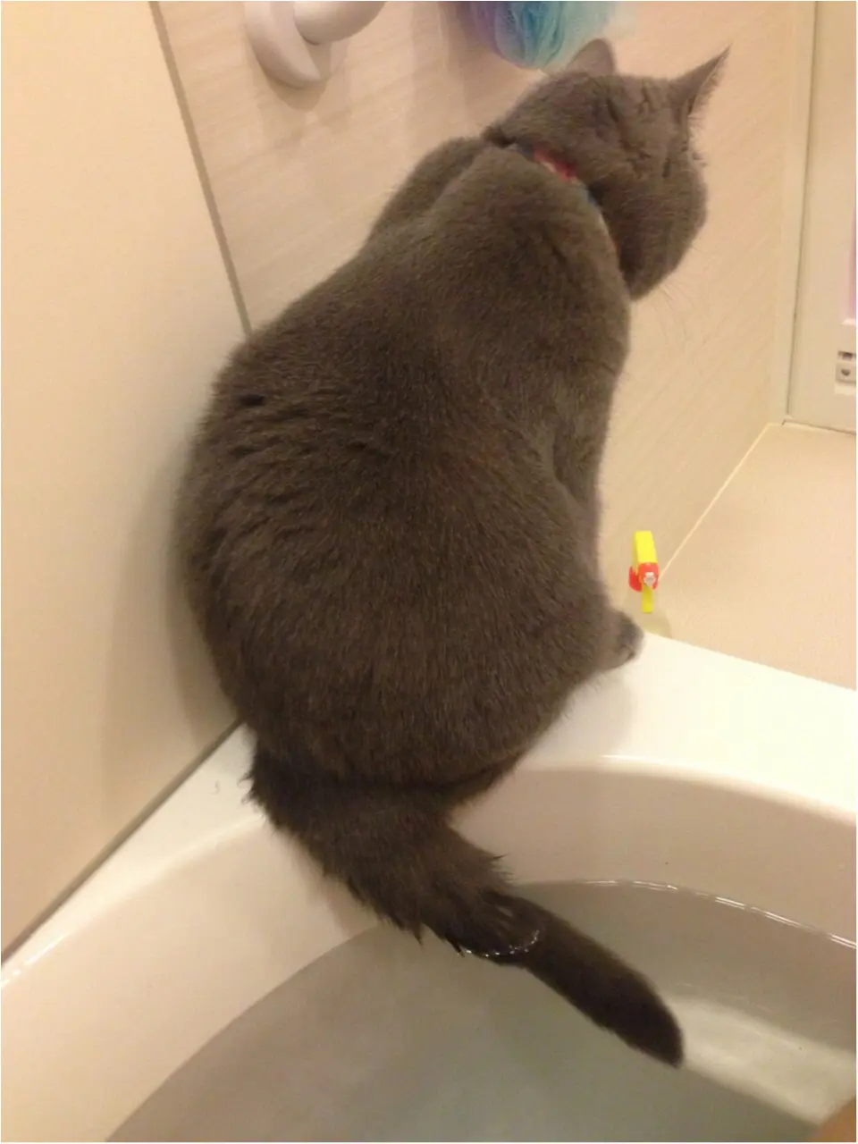 【今日のにゃんこ】お湯加減をチェック! お風呂番長・アポロくんの頑張りをスクープ_1
