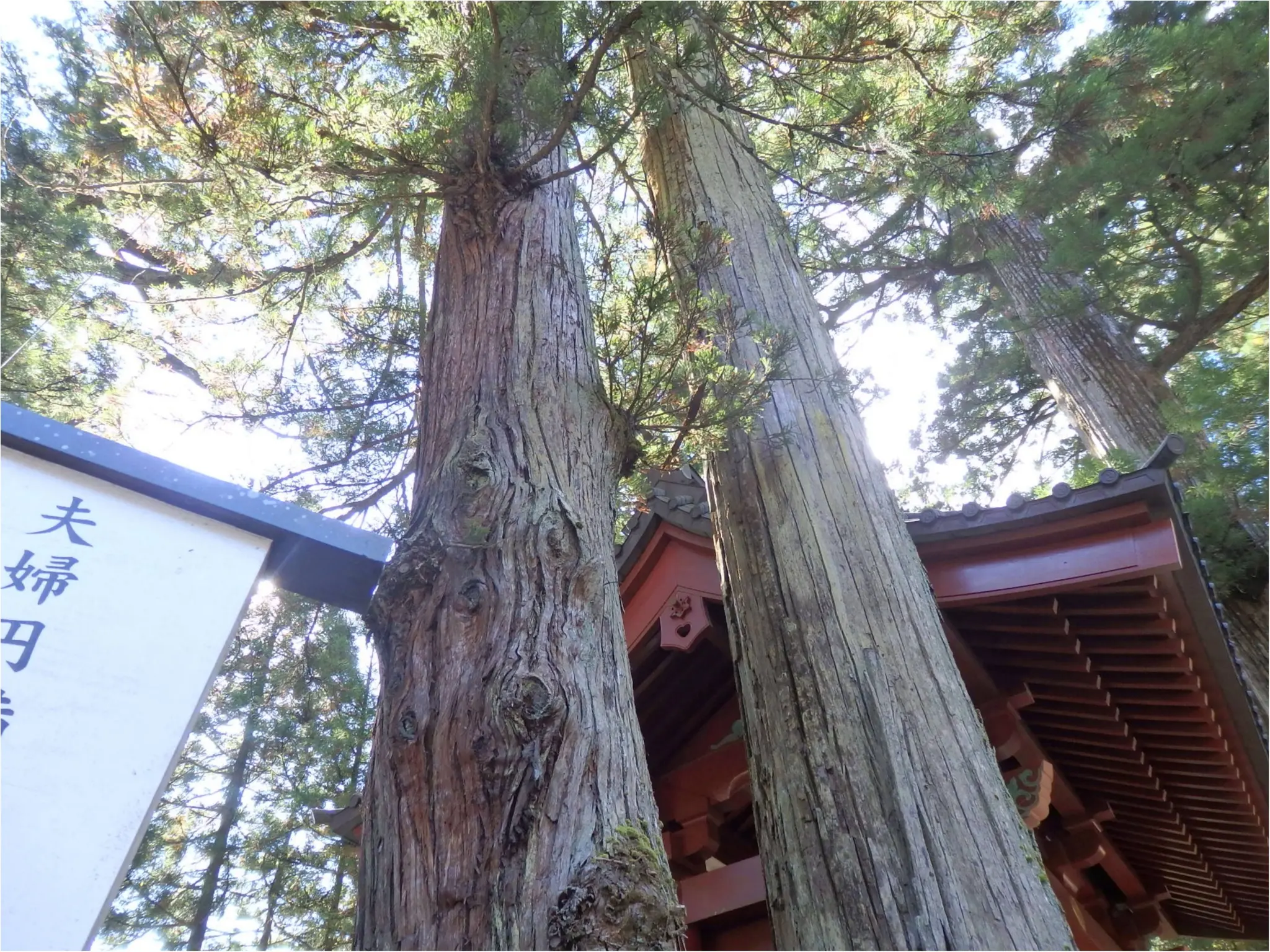 【知らなかった!】日本一楽しめる神社へ潜入してみた_10