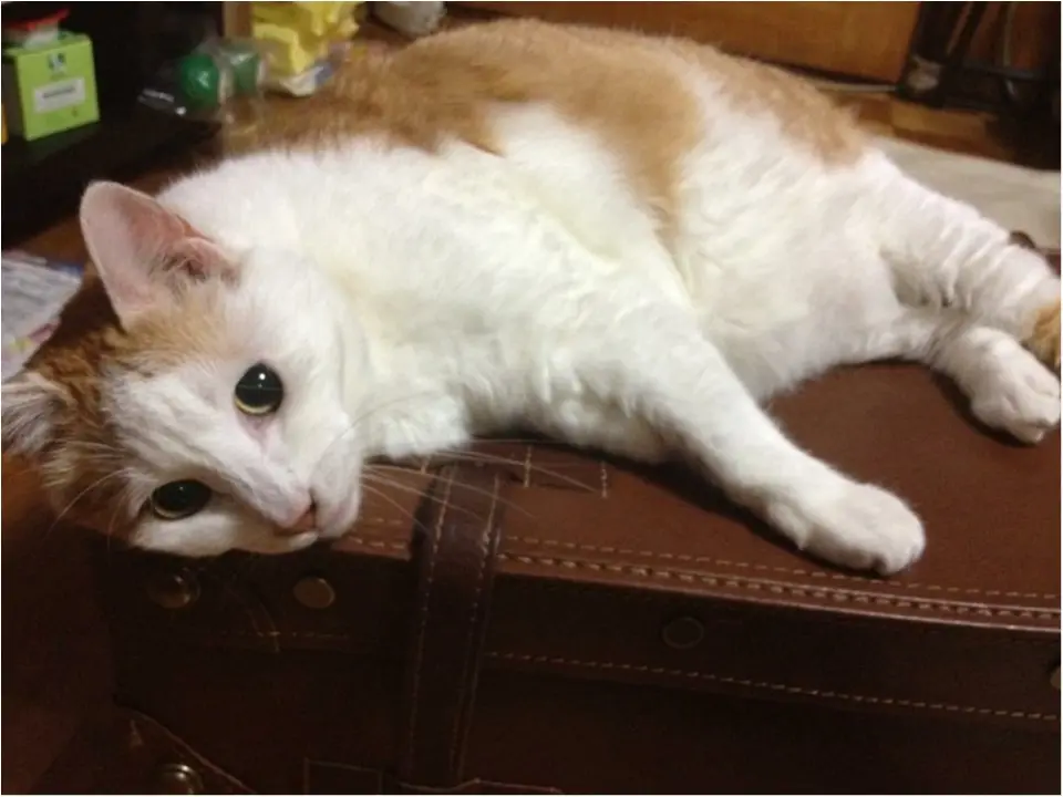 猫好き集まれっ♡ 今日のにゃんこ✳︎モアハピver♡_7