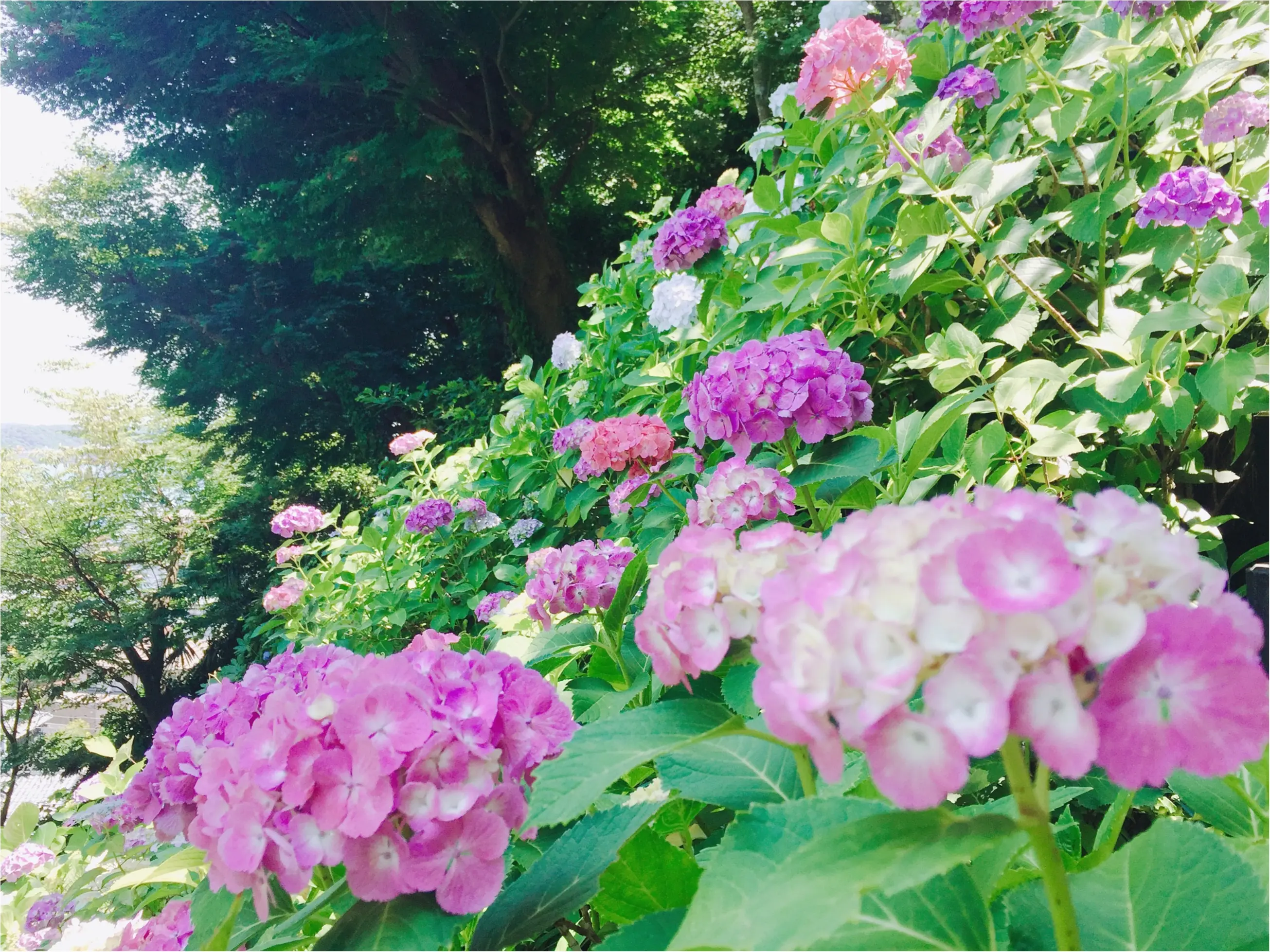 【鎌倉・長谷寺】紫陽花が見頃!待ち時間にオススメのランチスポットをご紹介♡_10