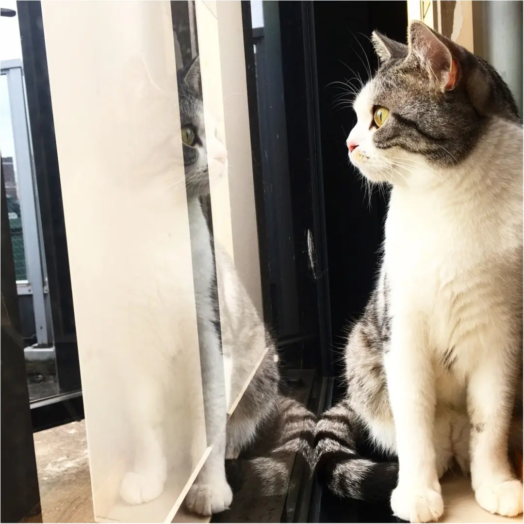 【猫カフェ】渋谷で癒しの猫カフェ♡今ならカワイイ子猫にも会えちゃう♪_12
