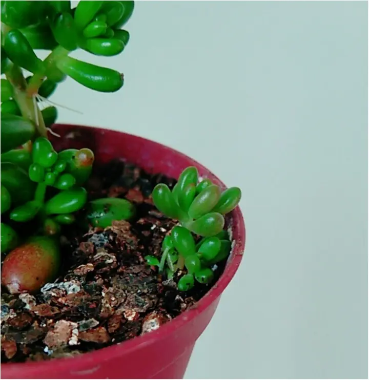 見たことありますか? 可愛すぎる!多肉植物の赤ちゃん** _2
