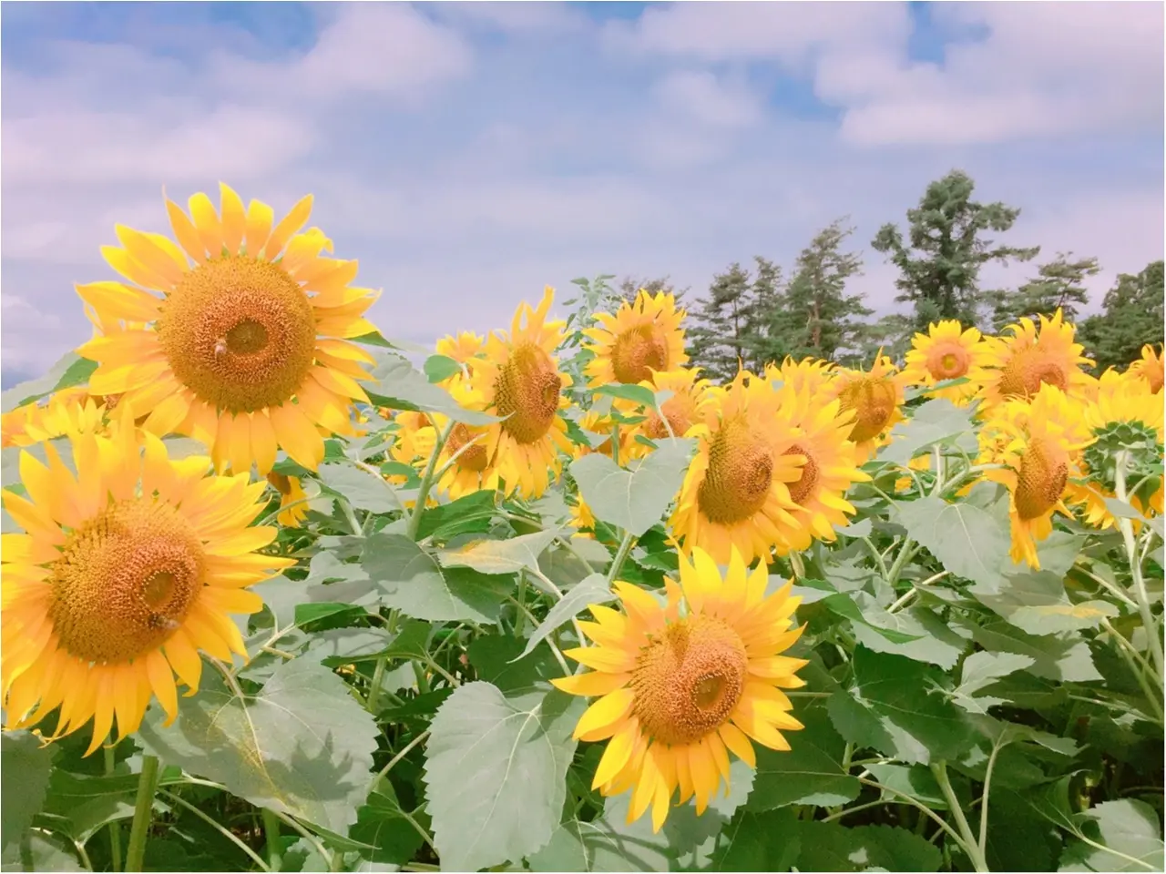 ひまわり畑!信玄餅!桃狩り!日帰りバスツアーで山梨の夏をまるっと満喫!!_1