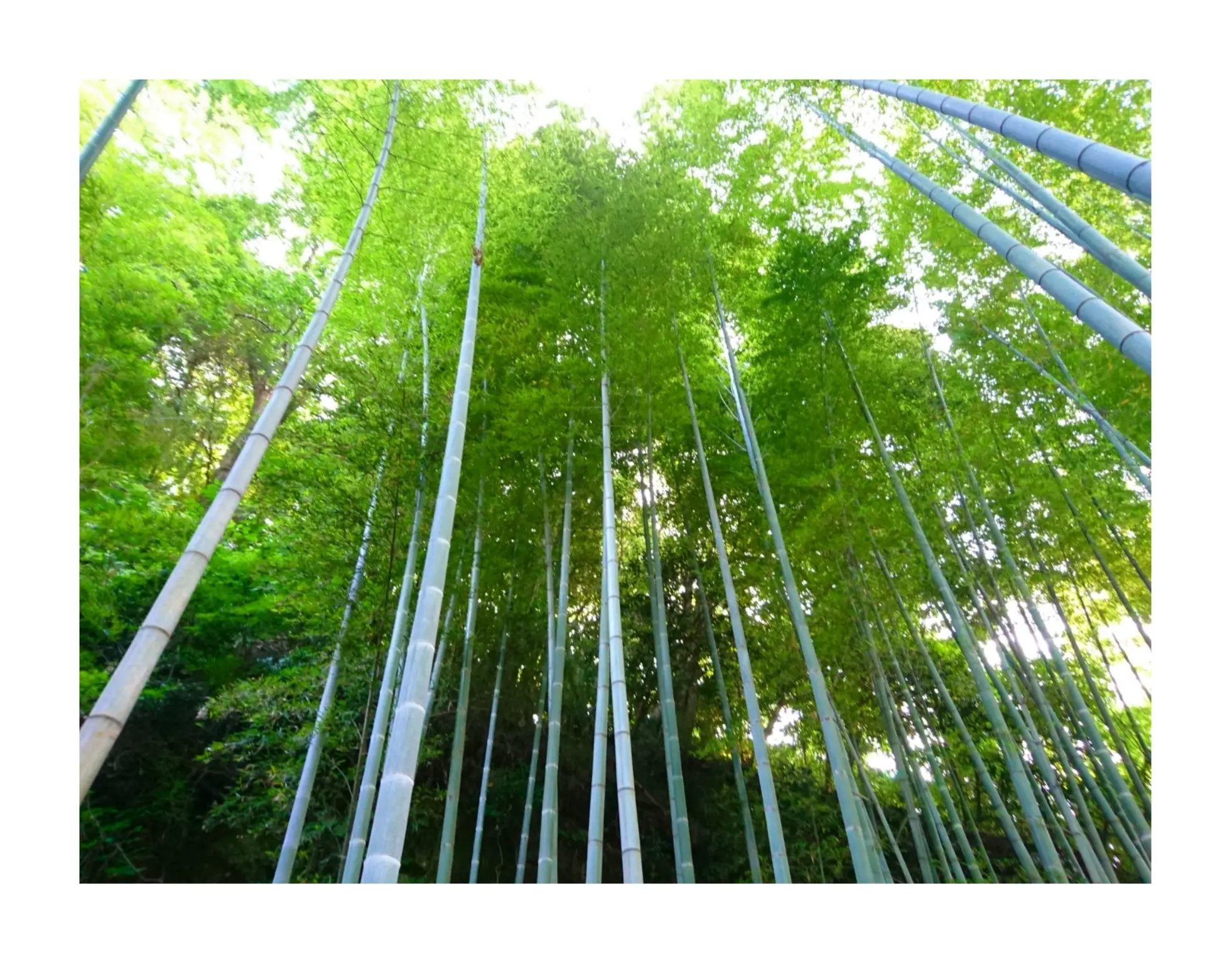 【散策】新緑が美しいこの季節は、鎌倉がおすすめ! ~ 紫陽花が見頃です ~ _4