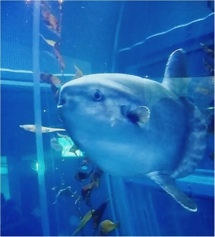 とっても可愛い!【海遊館】でペンギンの赤ちゃんが生まれましたよ!!(443 まゆ_14