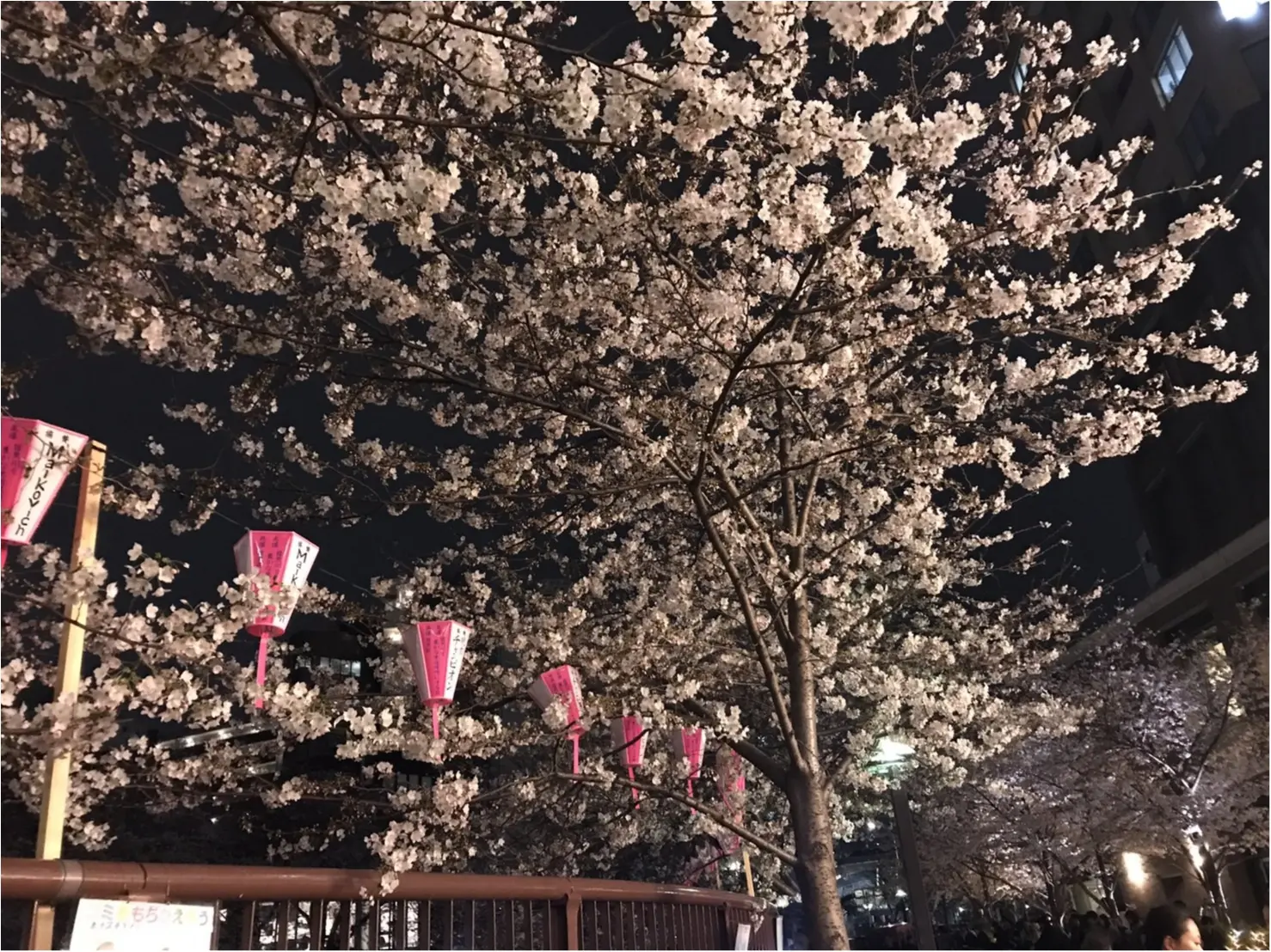 ★まだ間に合う!!昼はココで、夜はココ!東京お花見スポットご紹介!♩_5
