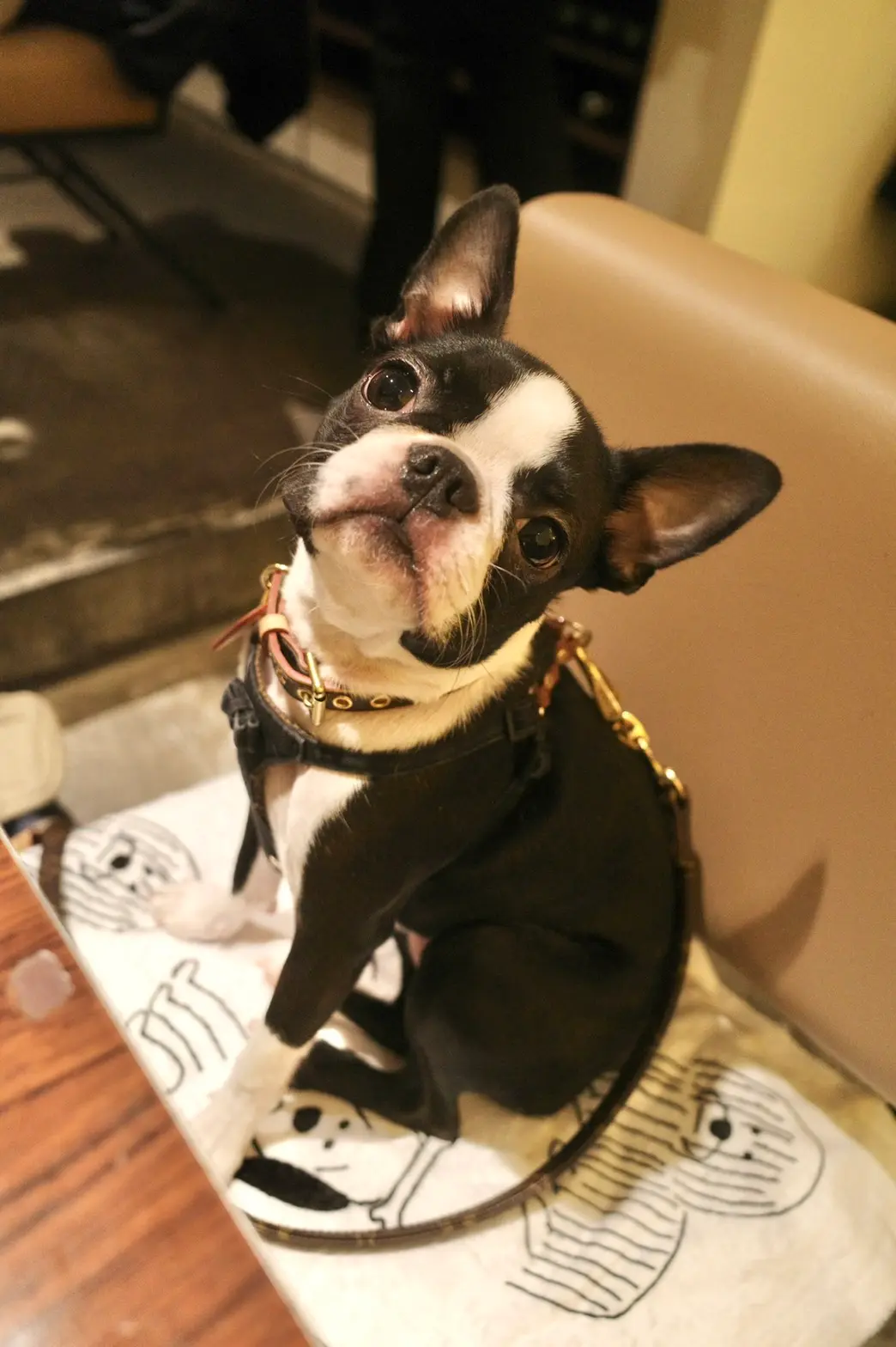 おすわりしている犬・アルコくん