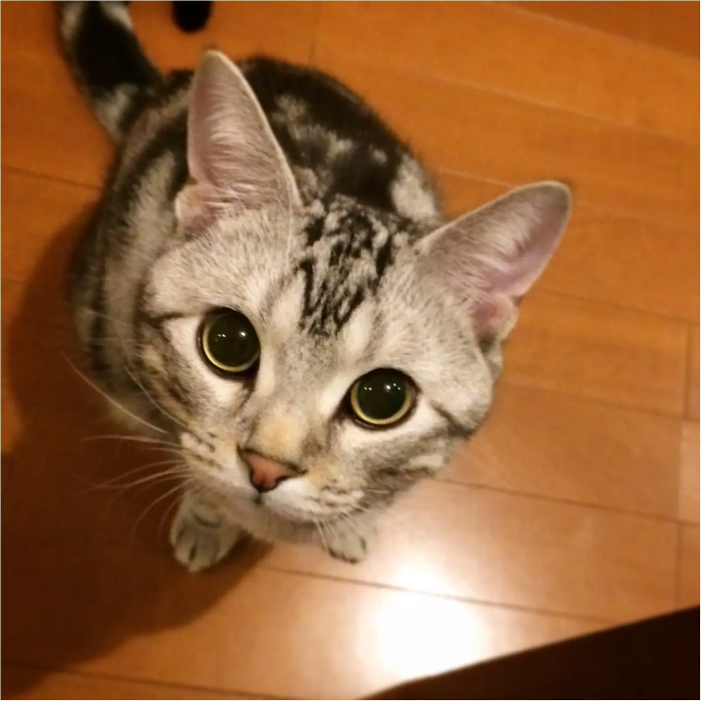 【今日のにゃんこ】そんなに見つめないで♡ アランくんのおねだり顔をスクープ!_1