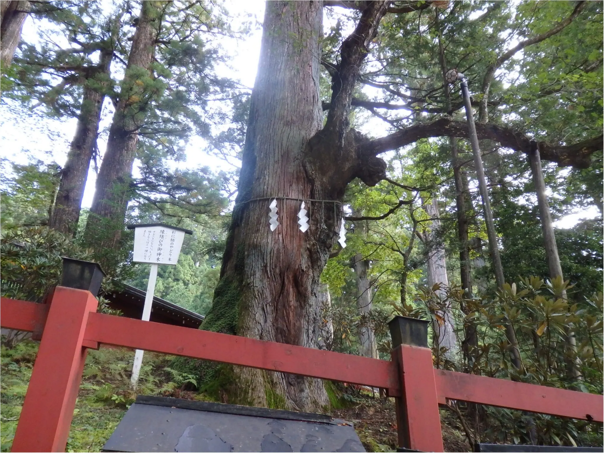 【知らなかった!】日本一楽しめる神社へ潜入してみた_17