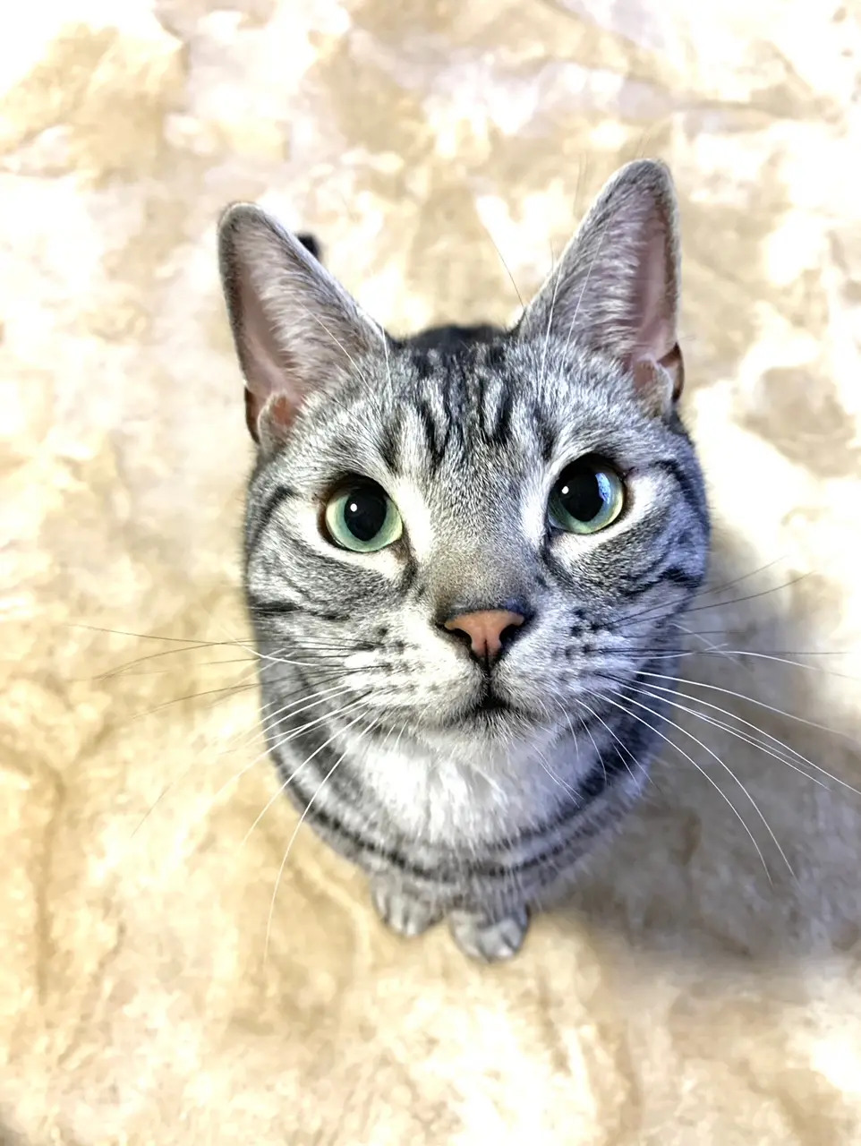 おねだりをするソラくん