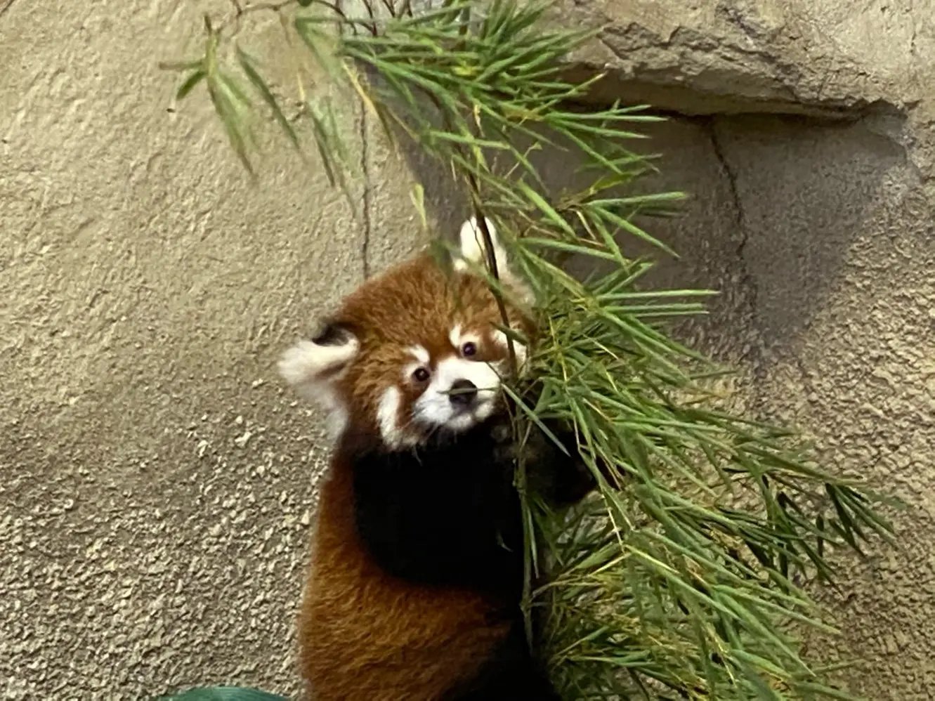 【那須どうぶつ王国】たくさんの動物と触れ合える!癒しの時間♡_5