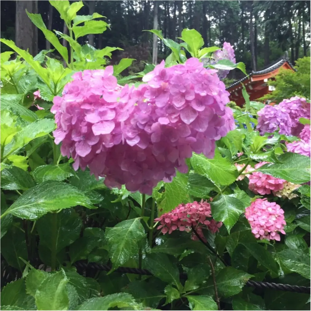 梅雨の時期に見たい♪紫陽花の名所へおでかけ…*見つけたハートの紫陽花♡_10