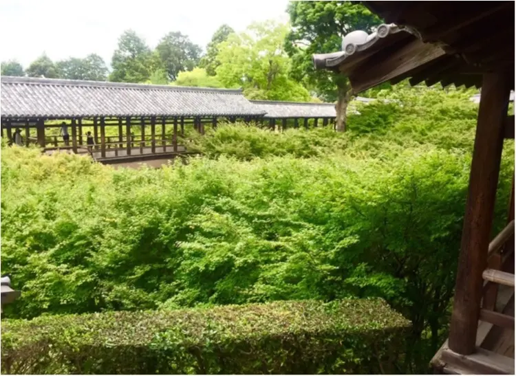 【京都】紫陽花を探しに東福寺へ、、思わぬ絶景に感動♡_6