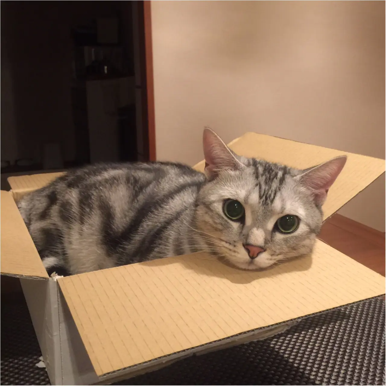 【今日のにゃんこ】ぴったり♡ 箱に入るのが大好きなアランくん_1