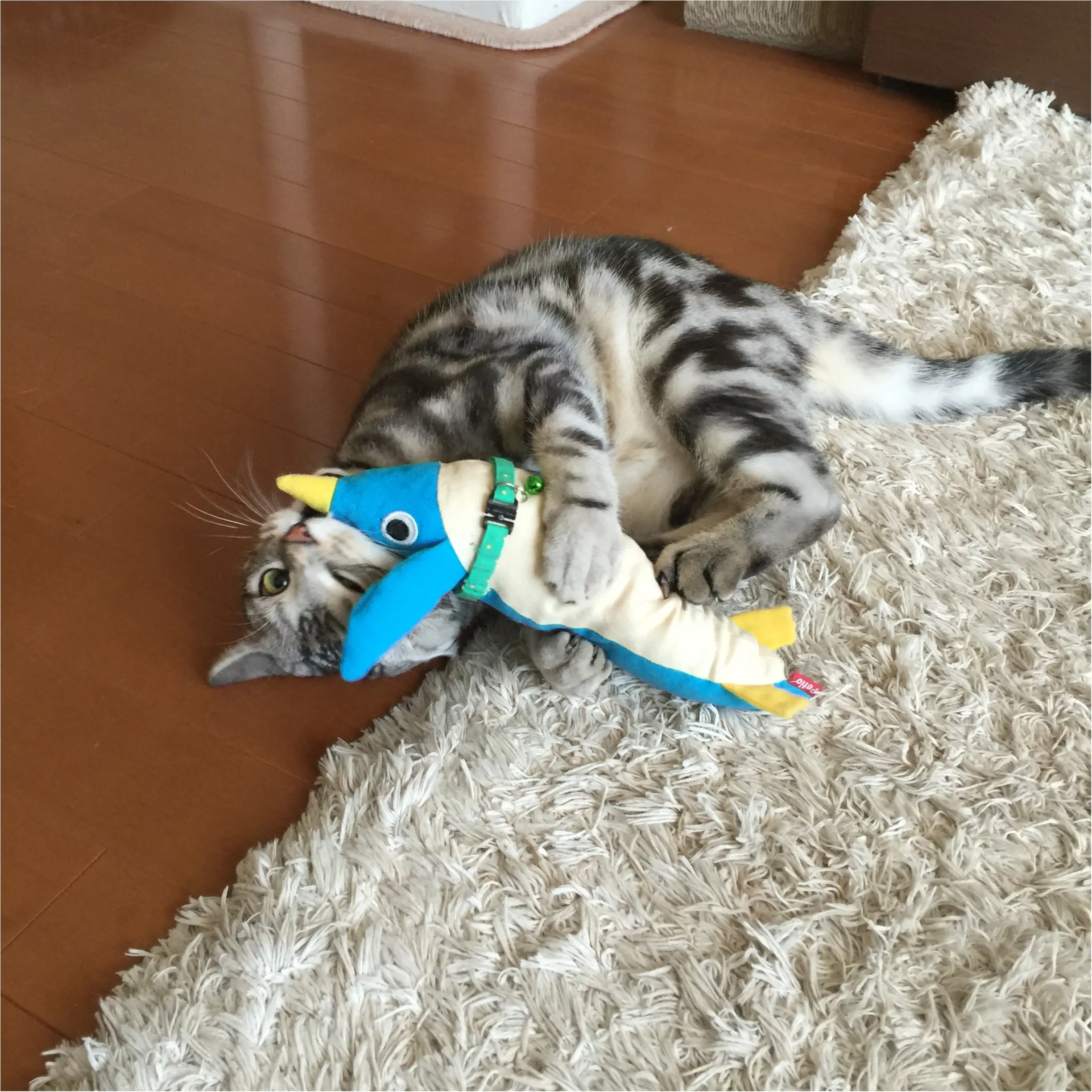 【今日のにゃんこ】アランくんは、ペンギン師匠と「にゃんこ武道」の練習中_1