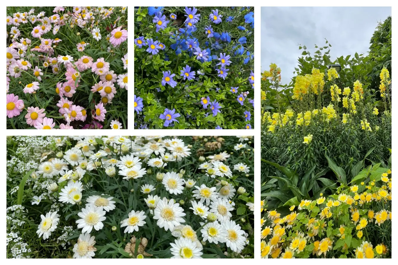 【薔薇満開】あしかがフラワーパークに行ってきました_1