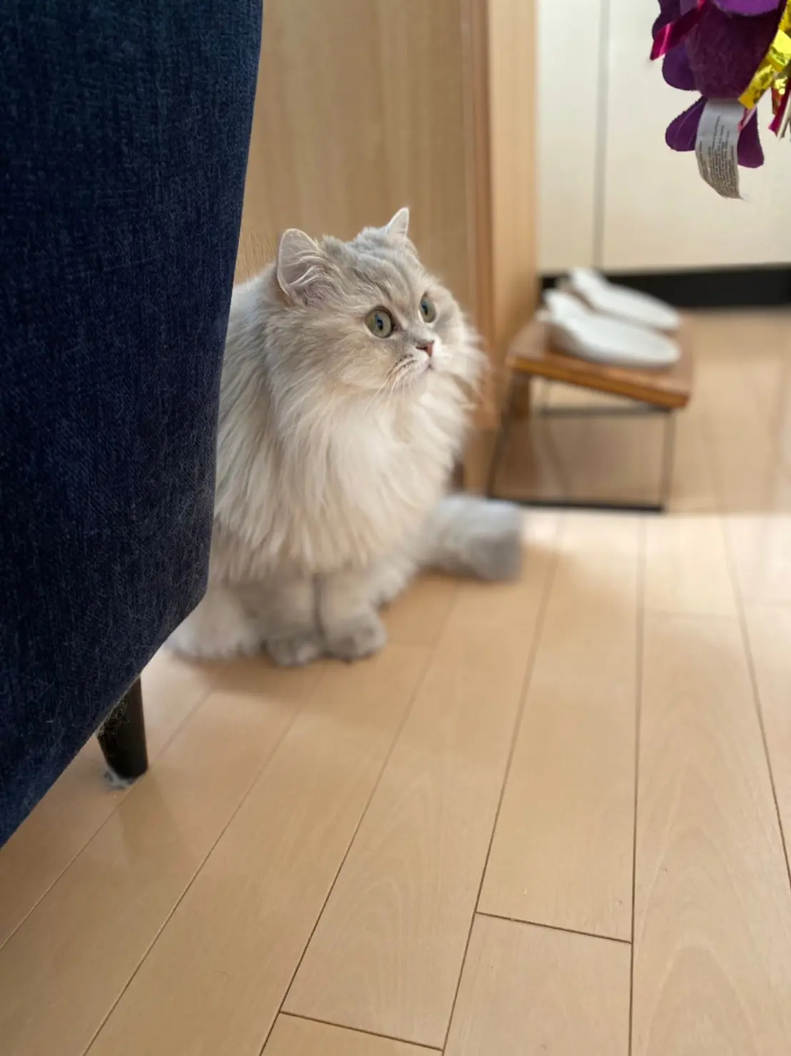 壁にいるクモを目で追う猫・ココンちゃん