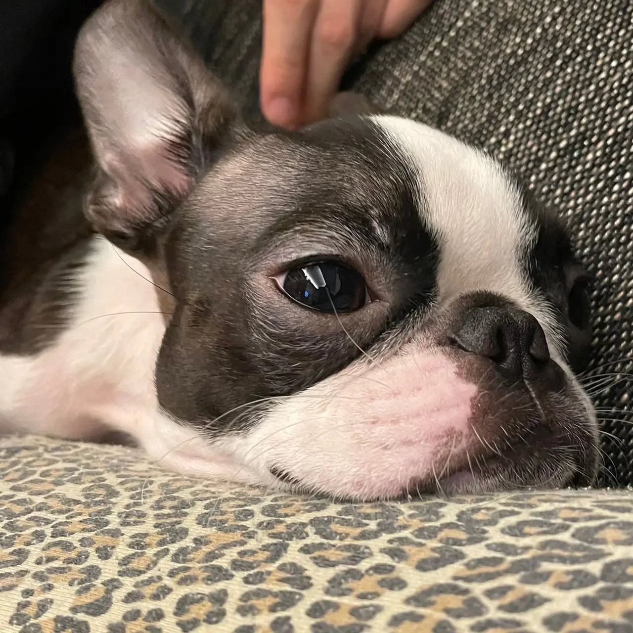 ソファーに寝転ぶ犬・へちまちゃん