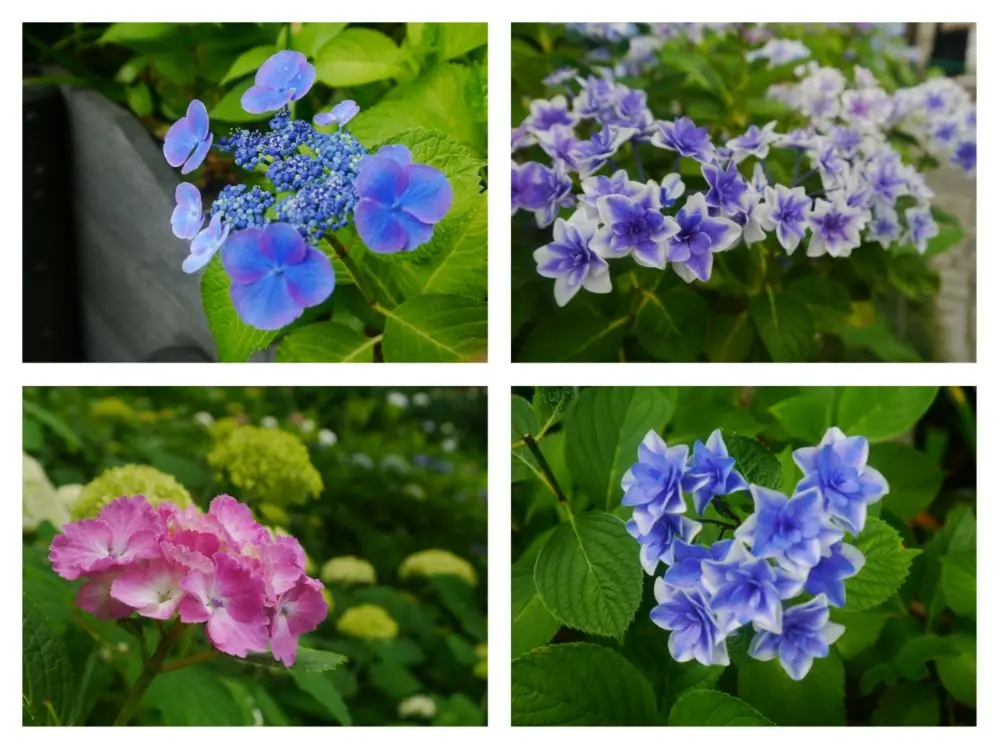 鎌倉の紫陽花名所特集 - 人気のあじさい寺「長谷寺」「名月院」などおすすめスポット_4