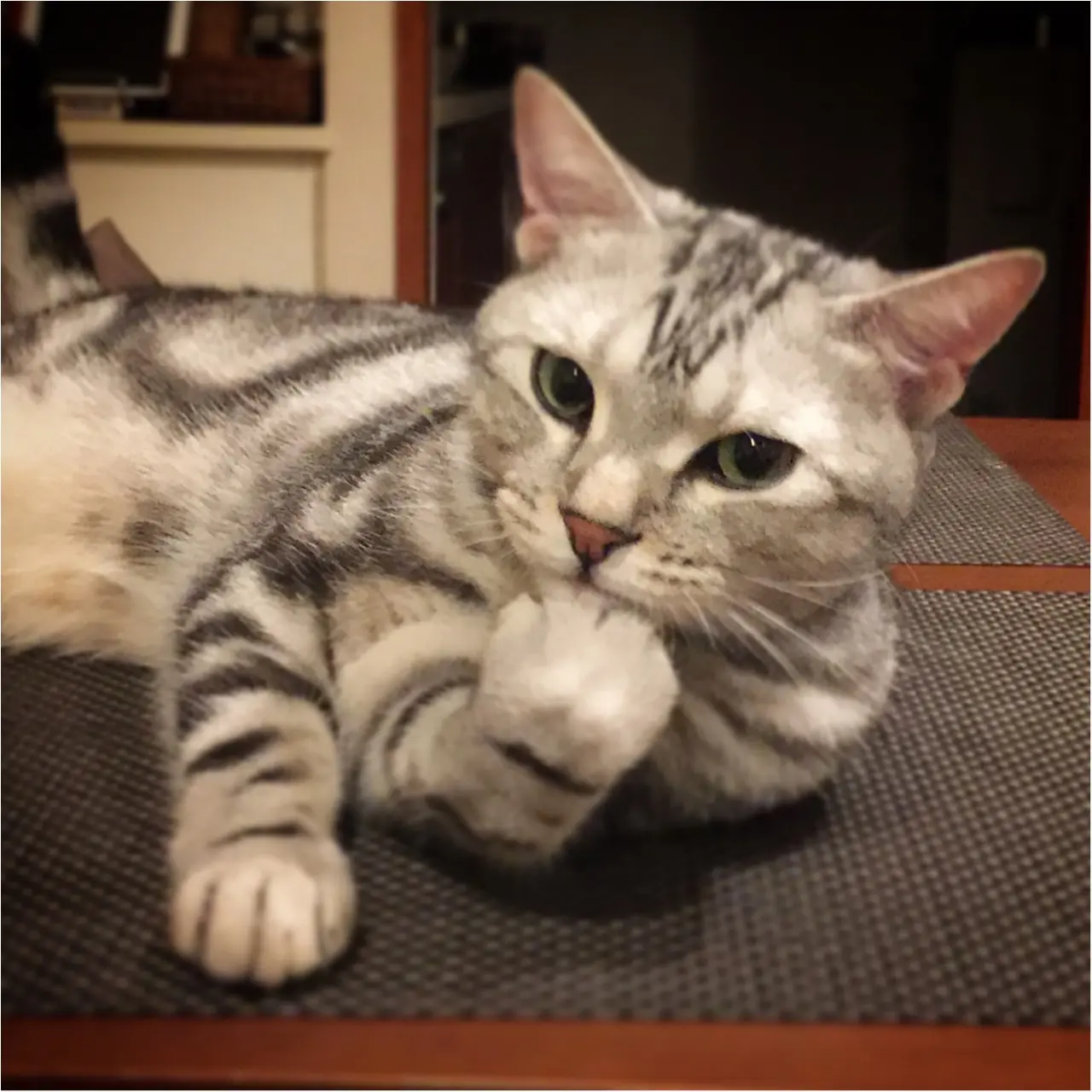 【今日のにゃんこ】肉球ペロペロ♡ アランくんはキレイ好き!_1