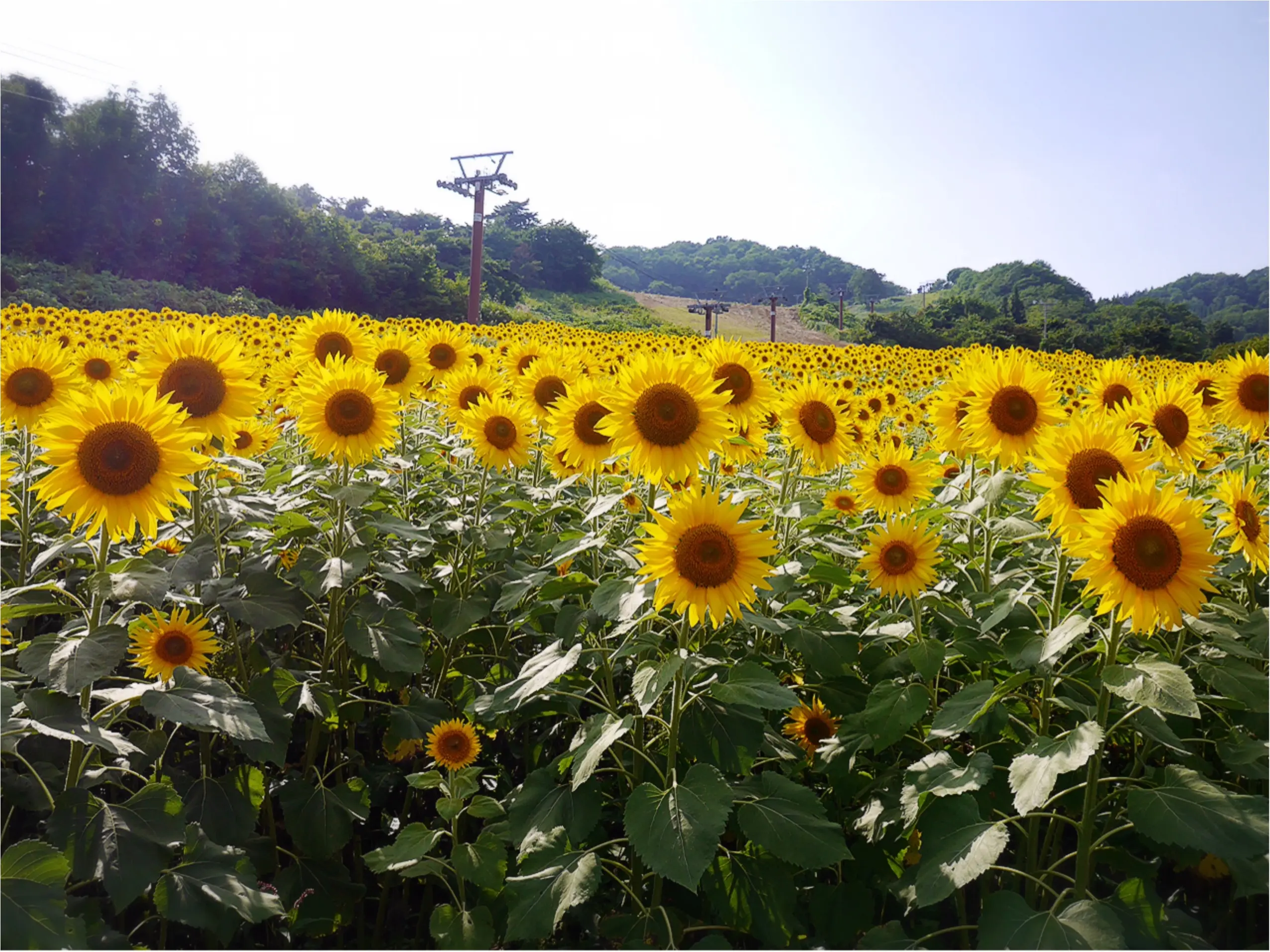 ★全部が綺麗すぎ♡♡新幹線で1時間弱!夏休みにオススメな場所はここ☺︎_7