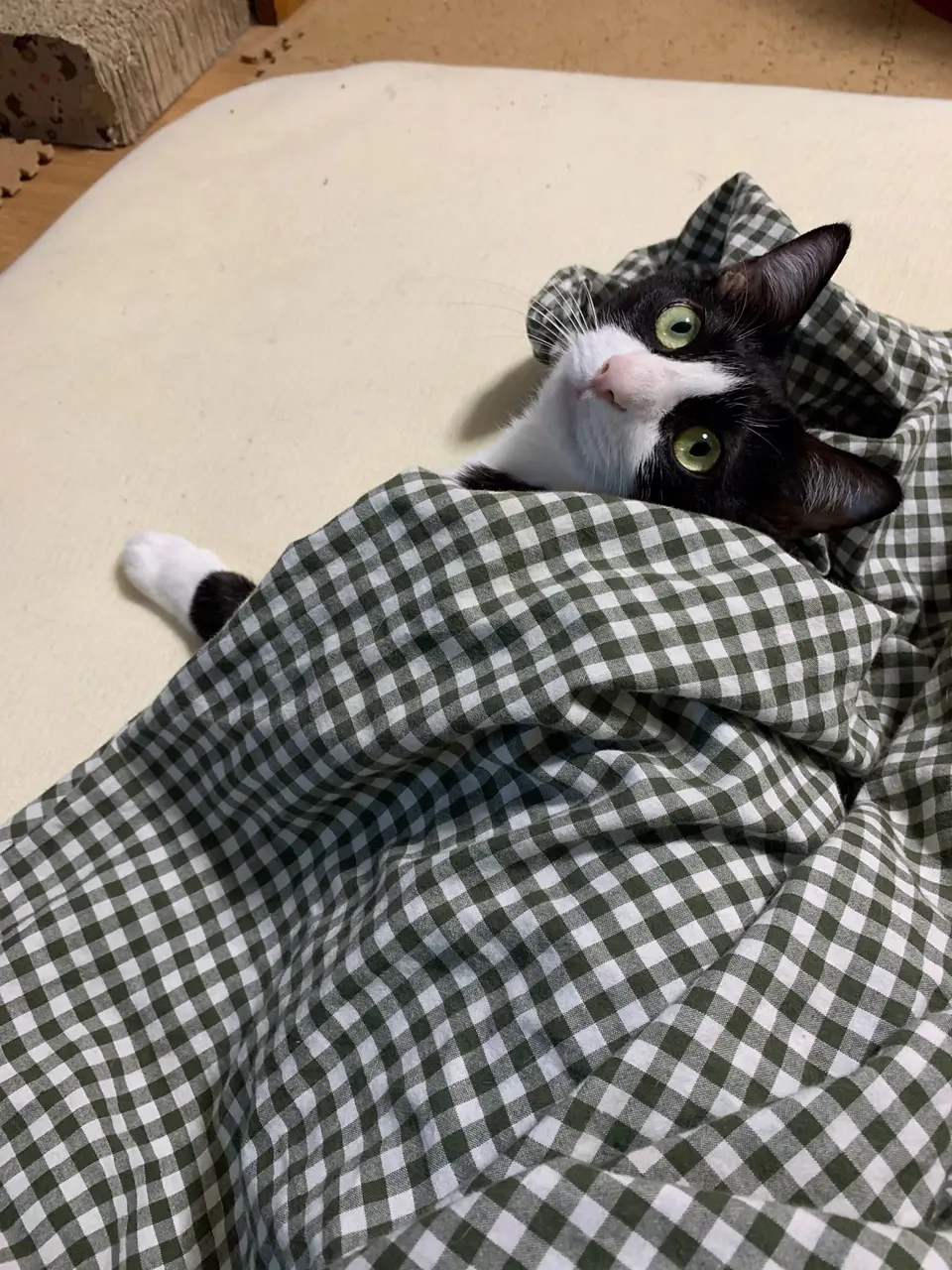 【今日のにゃんこ】夜更かしルウくん、布団から顔を出して伝えたいこととは?_1