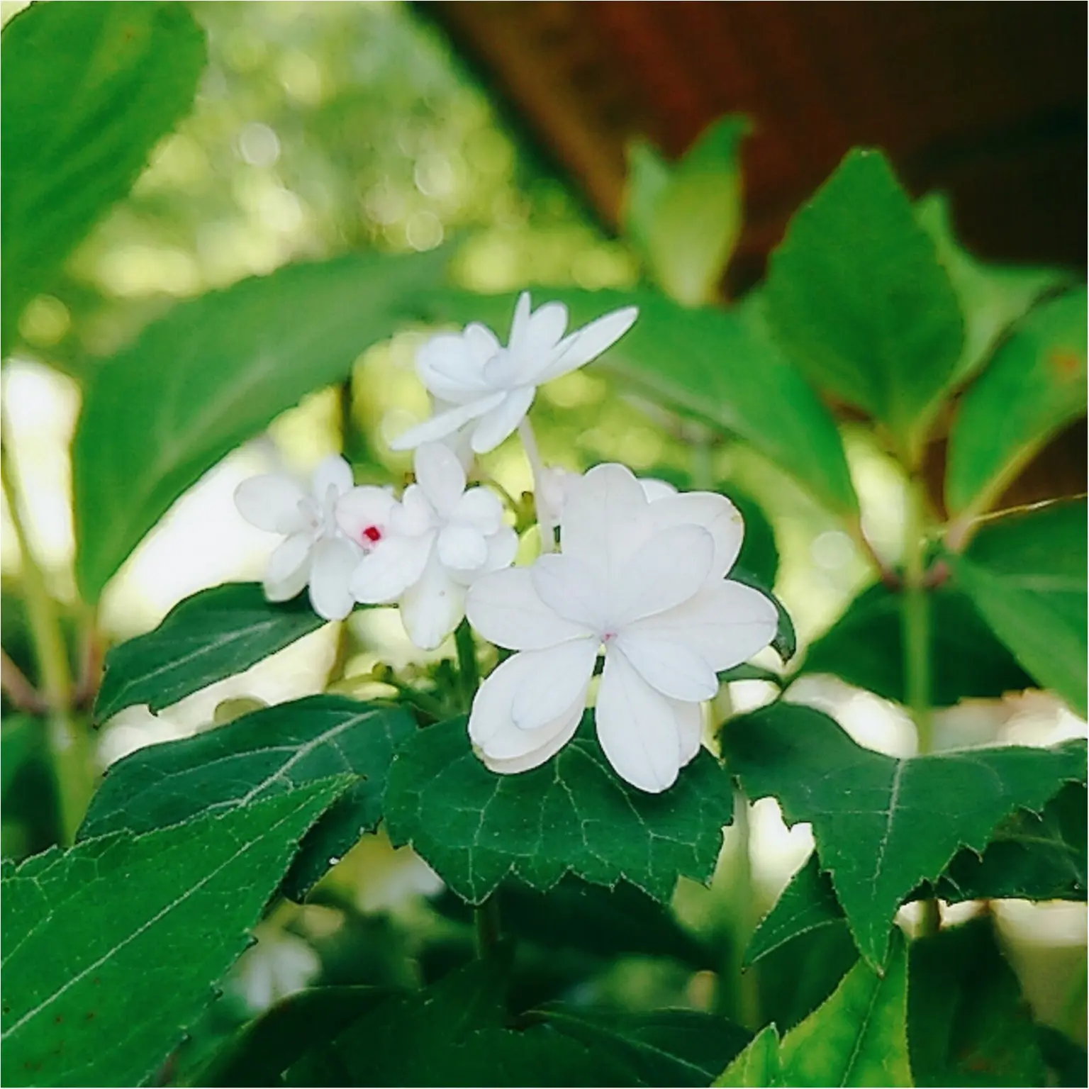 【岐阜おでかけスポット】東海地方の紫陽花の名所「あじさいの山寺 三光寺」(443 まゆ _5