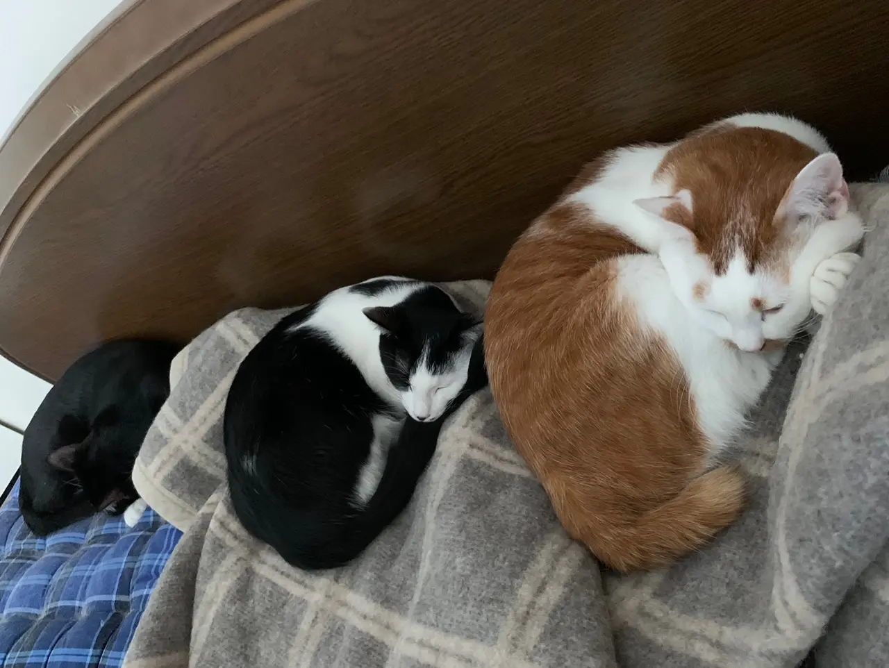 ラビ・ルウ・ベルくんが猫だんごになって眠っている様子
