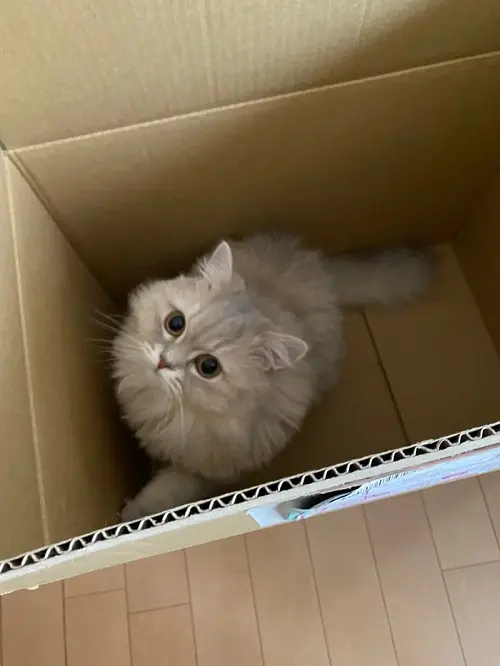 段ボールに入る猫、ココンちゃん