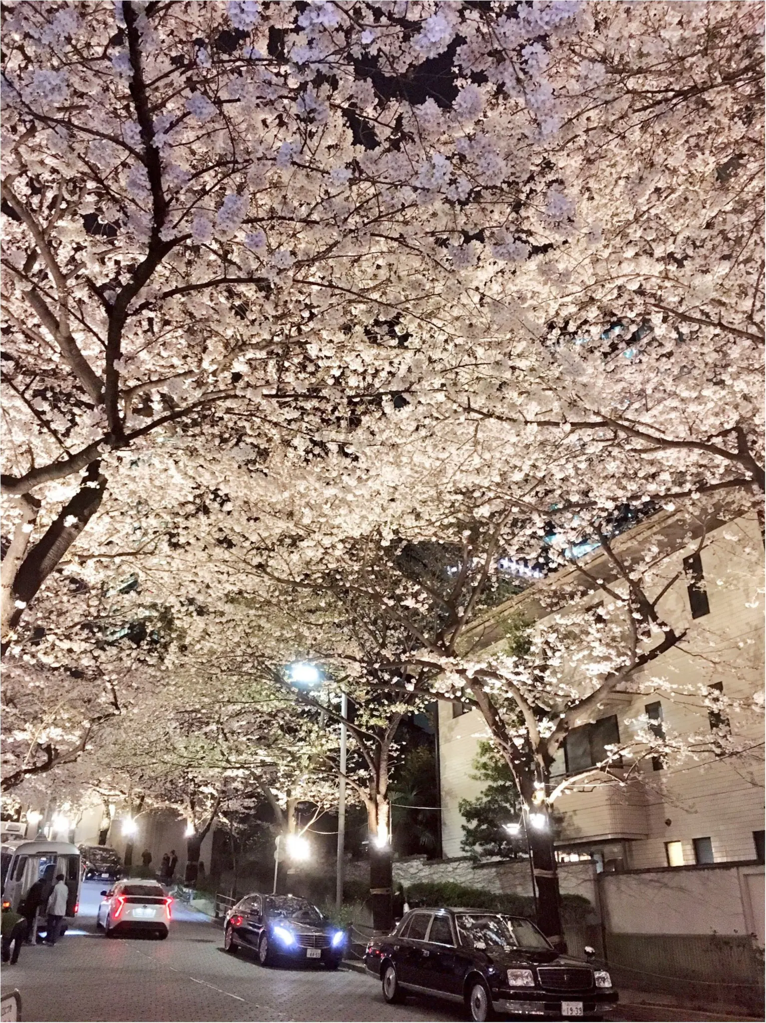 夜桜はしごしました♡六本木〜千鳥ヶ淵_6