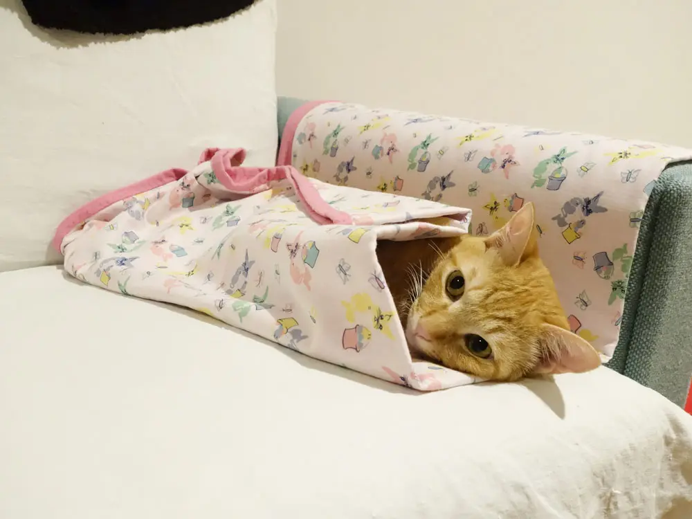 本日のにゃんこ ちゃとらんくん_1
