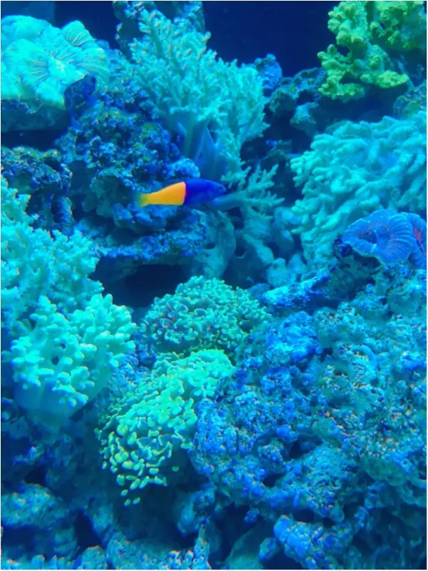 クラゲ✖花火♡アートな水族館アクアパーク品川に潜入♪byじゅな_7