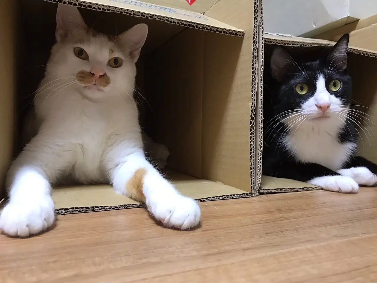 【今日のにゃんこ】ダンボールの中が抜群にお気に入りのラビくんとルウくん。_1