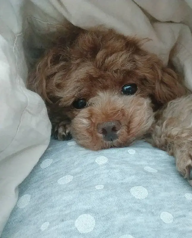 布団にくるまっている犬・テテちゃん