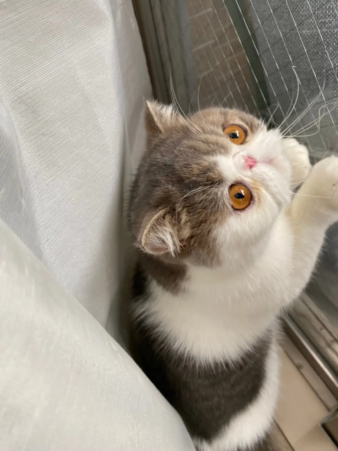 窓を開けようとしている猫・こたつくん