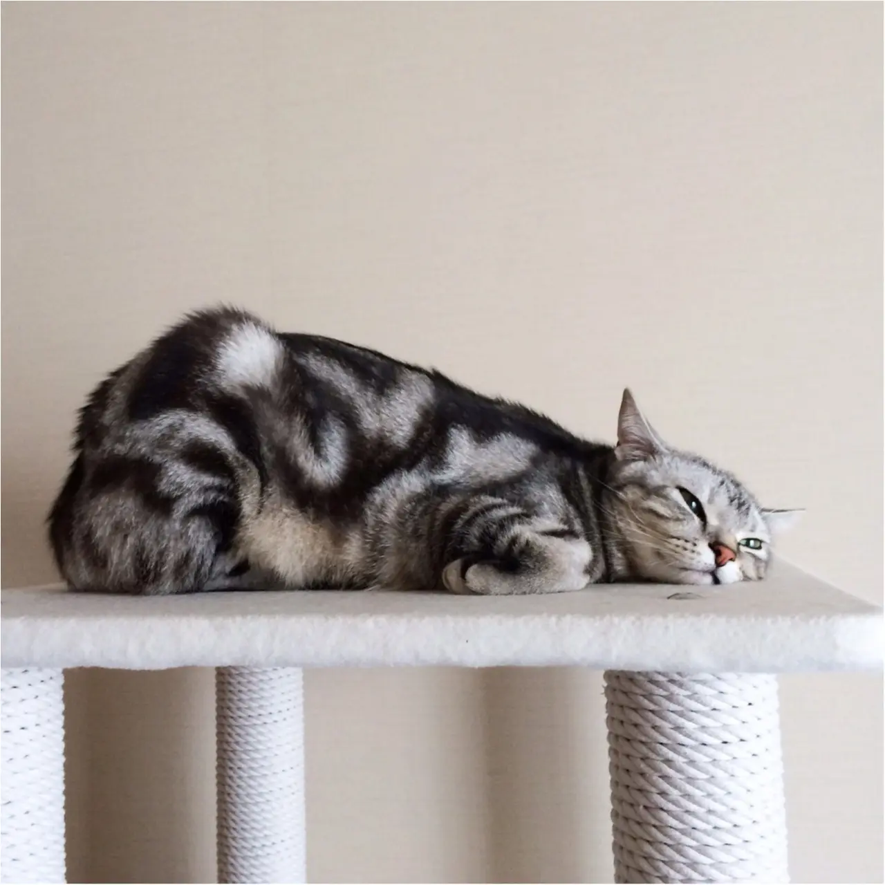 【今日のにゃんこ】ストレッチ効果でリラックス♡ アランくんが編み出した猫ヨガポーズって?_1