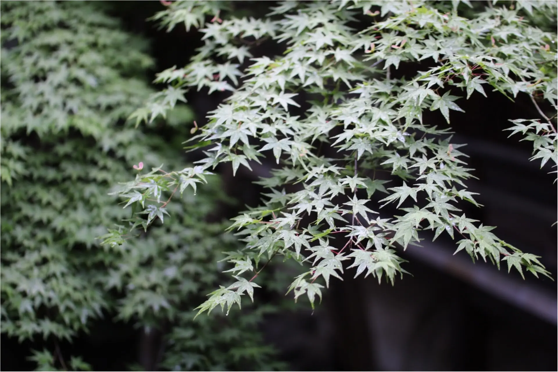【京都】無鄰菴で新緑を眺めながら抹茶を飲みませんか?*_2
